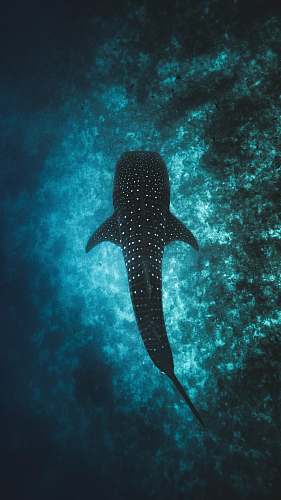 south ari atoll black fish at water maldives